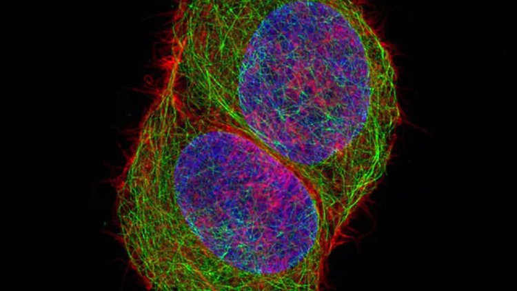 青海共聚焦显微镜