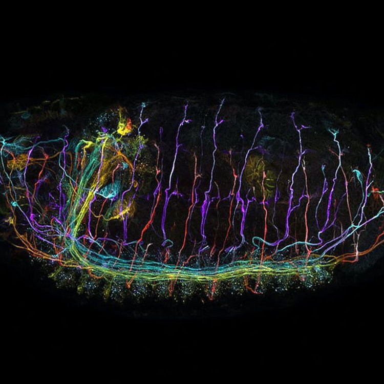 青海共聚焦显微镜